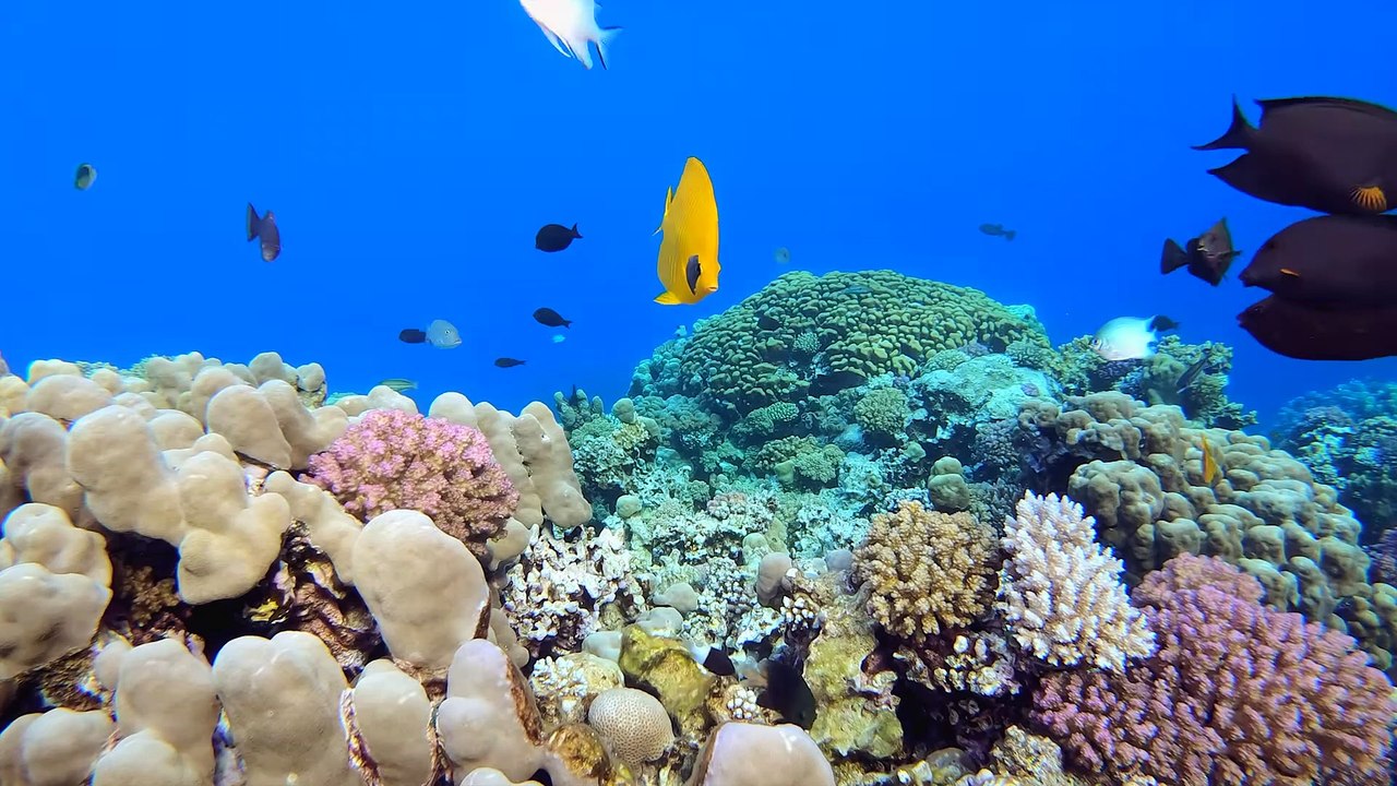 Life of the Ocean 8K ULTRA HD  500 Marine Species with Relaxing Music and Ocean Sounds