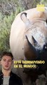 Buena noticia: la caza de rinocerontes por sus cuernos ha disminuido en el mundo