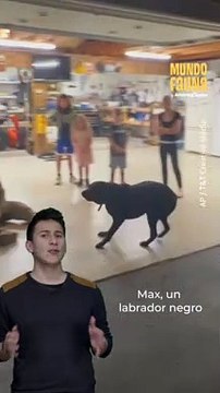 Este perrito no pudo ocultar su emoción al ver a su dueño tras 8 meses separados