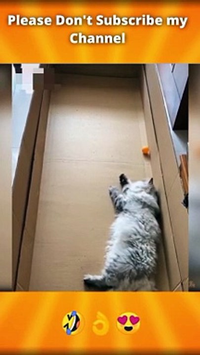 Funny animal video funny videos