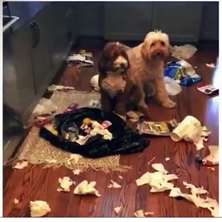 Catudogs funny video #shortdogs