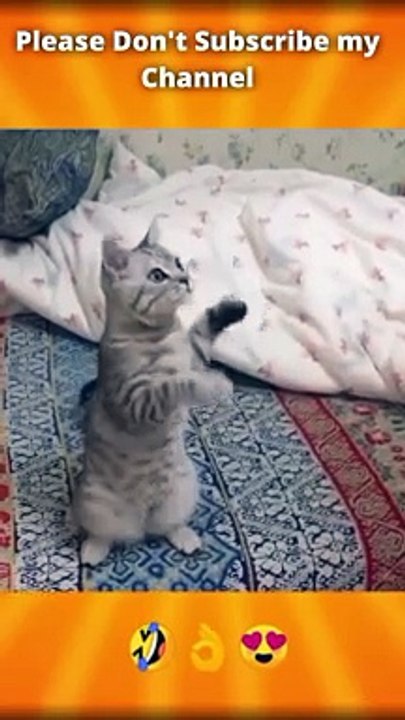 Funny videos 2022 funny animals video 2022