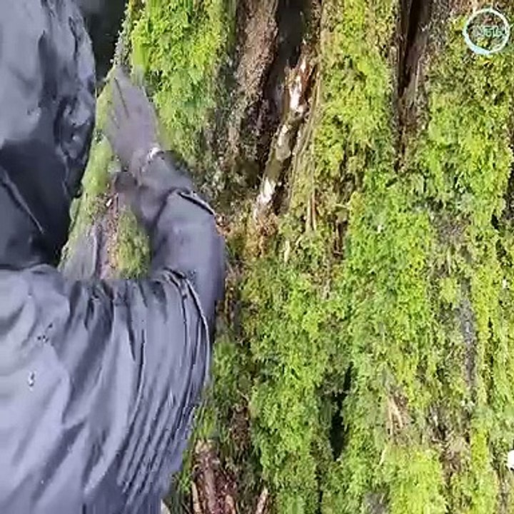 This Guy is Clever Use Small Tree Hole Turns To Survival Shelter For Relaxing and Camping