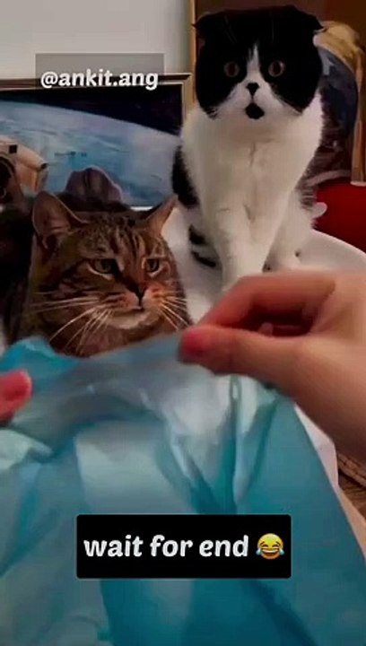 Most Funny cat video 2022