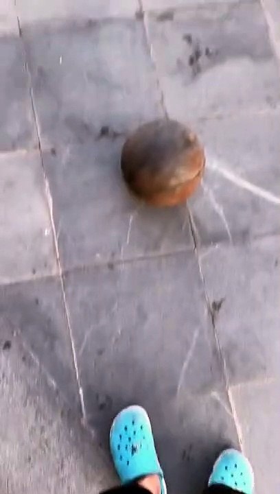 FUNNY ANIMALS VIDEOS