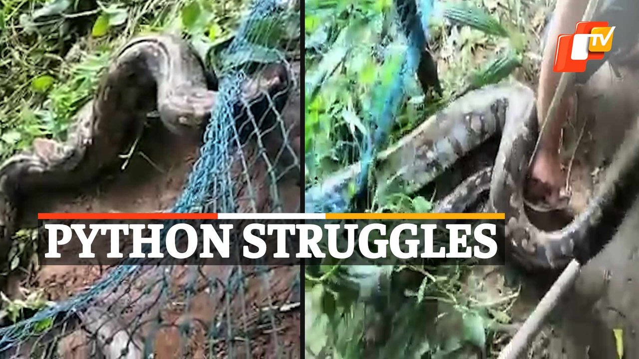 Watch: Giant Python Struggles After Getting Stuck In Net In Dhenkanal ...