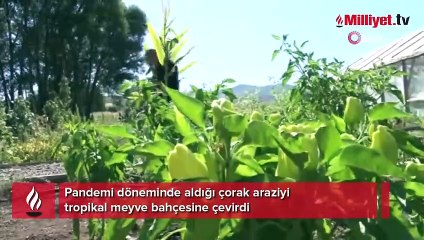 Download Video: Pandemi döneminde aldığı çorak araziyi tropikal meyve yetiştiriyor