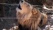 The Best Of Animal _ 2022 Most Amazing Moments Of Wild / Animals Sounds #animals #animalsounds