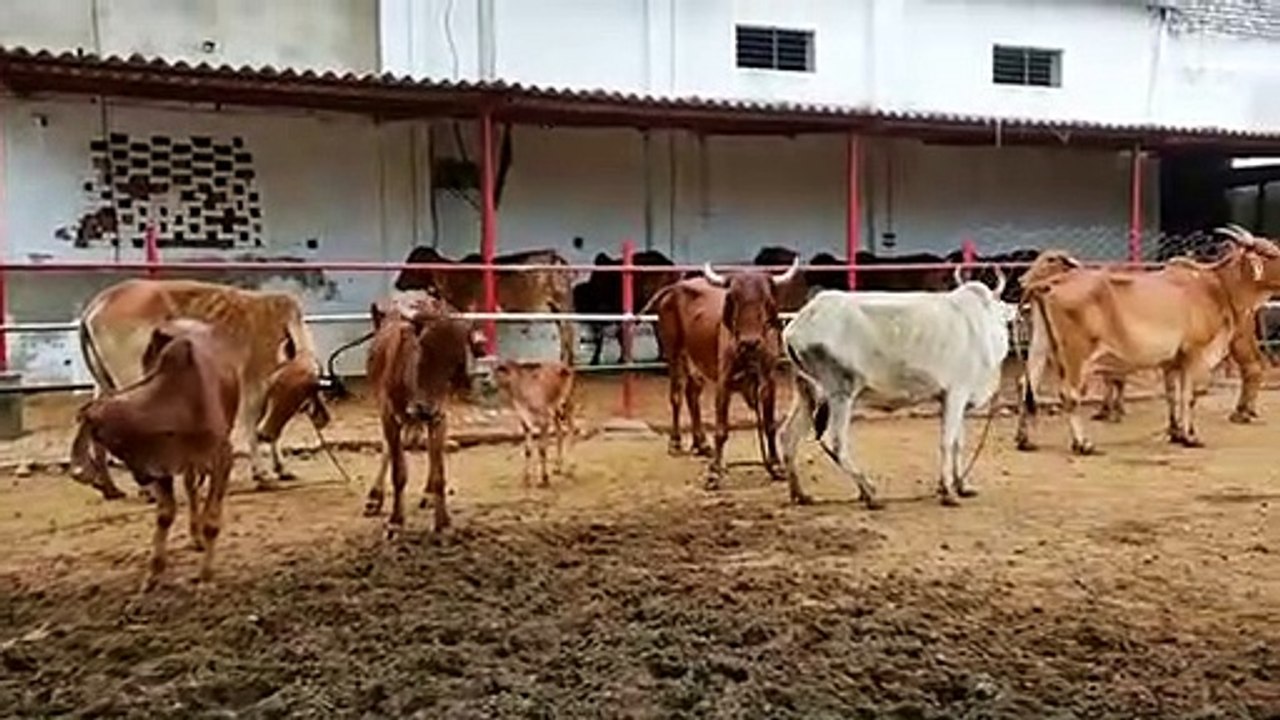 Lumpy Virus- 40 लाख पशुधन को वैक्सीनेट करने का...