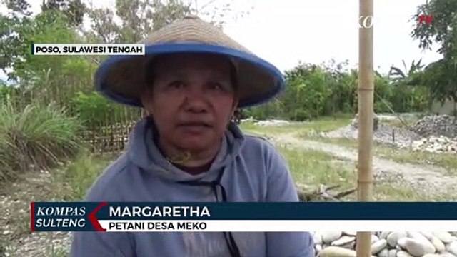 Sawah Terendam, Petani di Poso Beralih Jadi Pemecah Batu