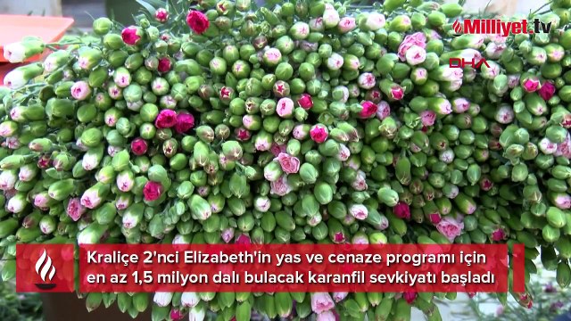 İki ilde 'Kraliçe Elizabeth' seferberliği! İşçi sayısı ve mesai saatleri artırıldı