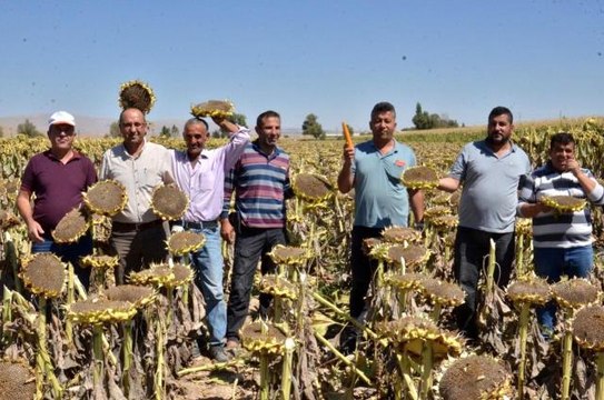 Kahramanmaraş haberi! Elbistan'da siyah altın hasadı başladı