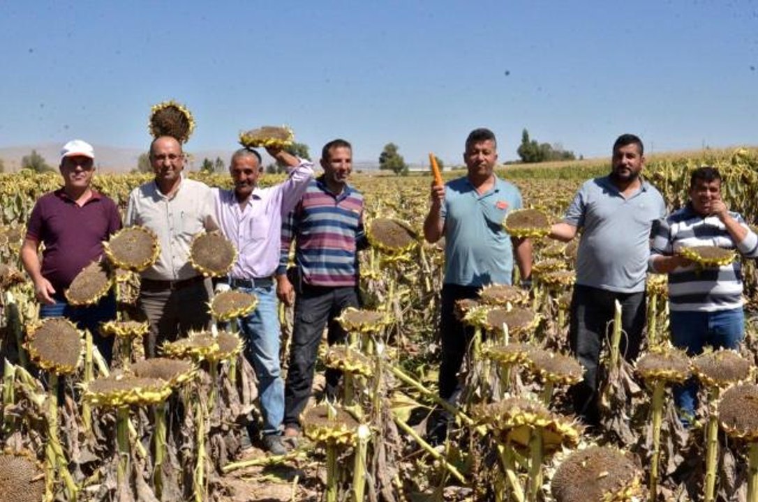 Kahramanmaraş haberi! Elbistan'da "siyah altın" hasadı başladı