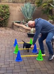 Funny Animals Videos | Funny Cat And Dog Videos | Funny Animals Moments