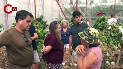 Antalya’da mango hasadı Ivana Sert ile tanıtıldı