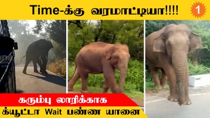 Elephant caution : வாகனங்களை நிறுத்த வேண்டாம் - வனத்துறை