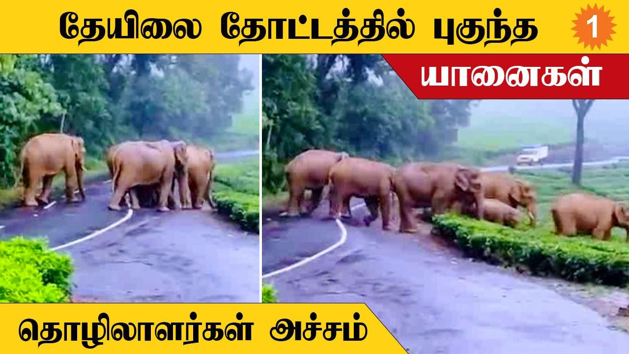 Wild Elephants | யானை கூட்டம் அடிக்கடி நடமாடுவதால் தேயிலை தொழிலாளர்கள் அச்சம்