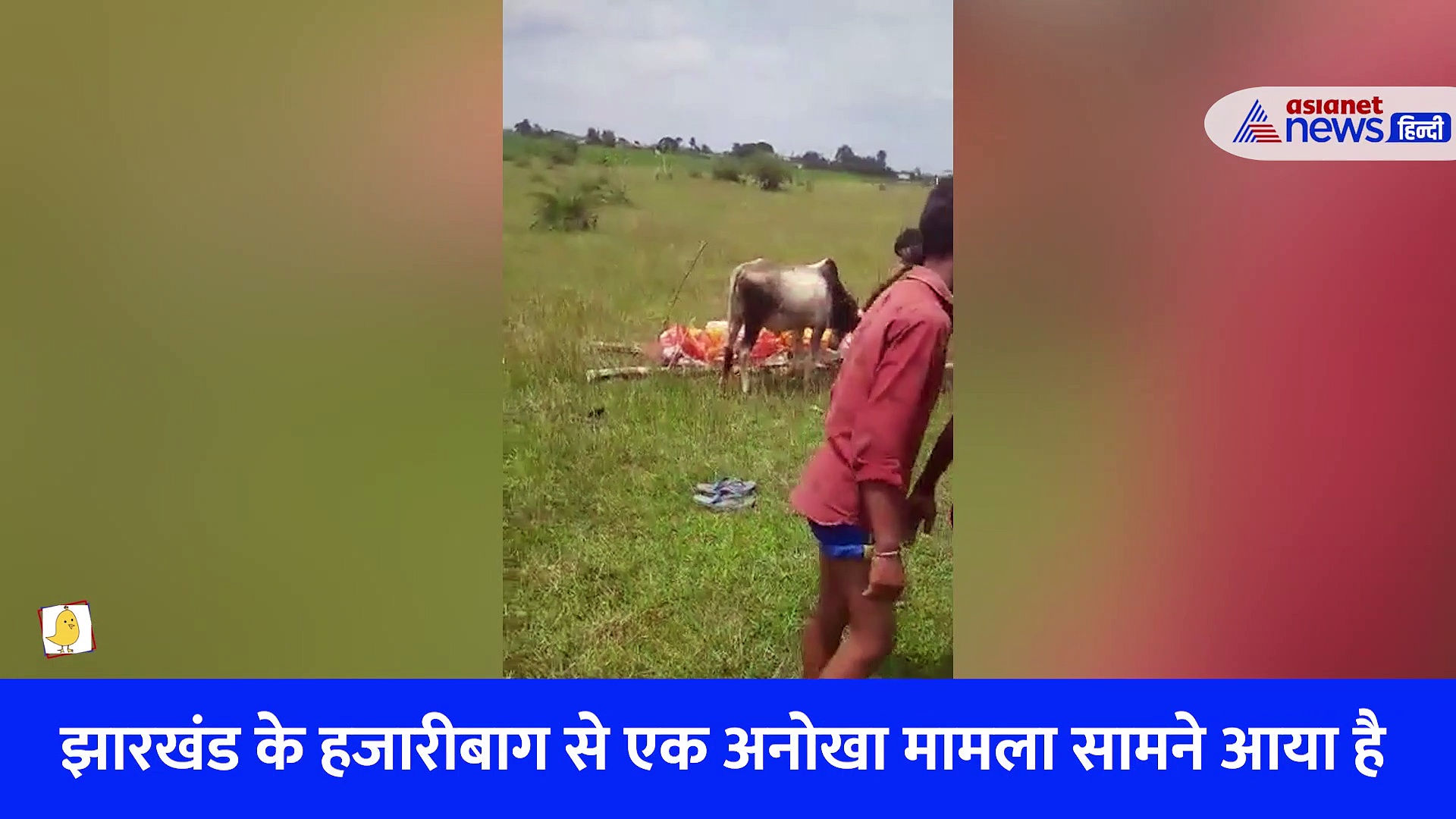 झारखंड:  मालिक की मौत के बाद गाय के बछड़े ने निभाया बेटे का फर्ज, ये वीडियो देख हैरान रह जाएंगे आप 