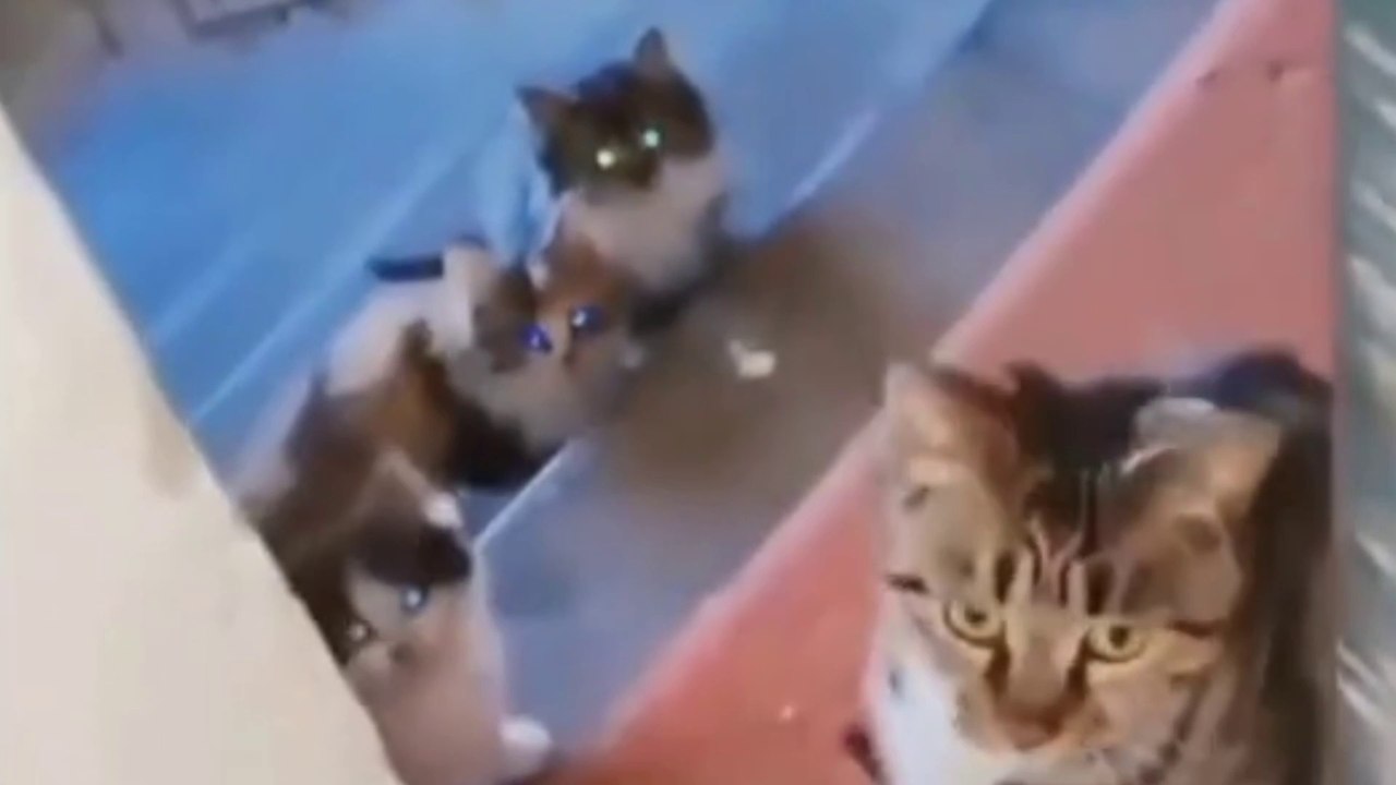 This cat left with all the children, and headed to the house of the person who had fed it!!