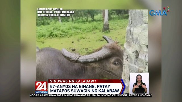 67-anyos na ginang, patay matapos suwagin ng kalabaw | 24 Oras Weekend