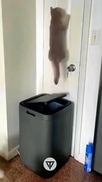 #funniest #animals #videoshorts Videos#cutest #cats and #crazy #dogs #toocute #doglovers #2022