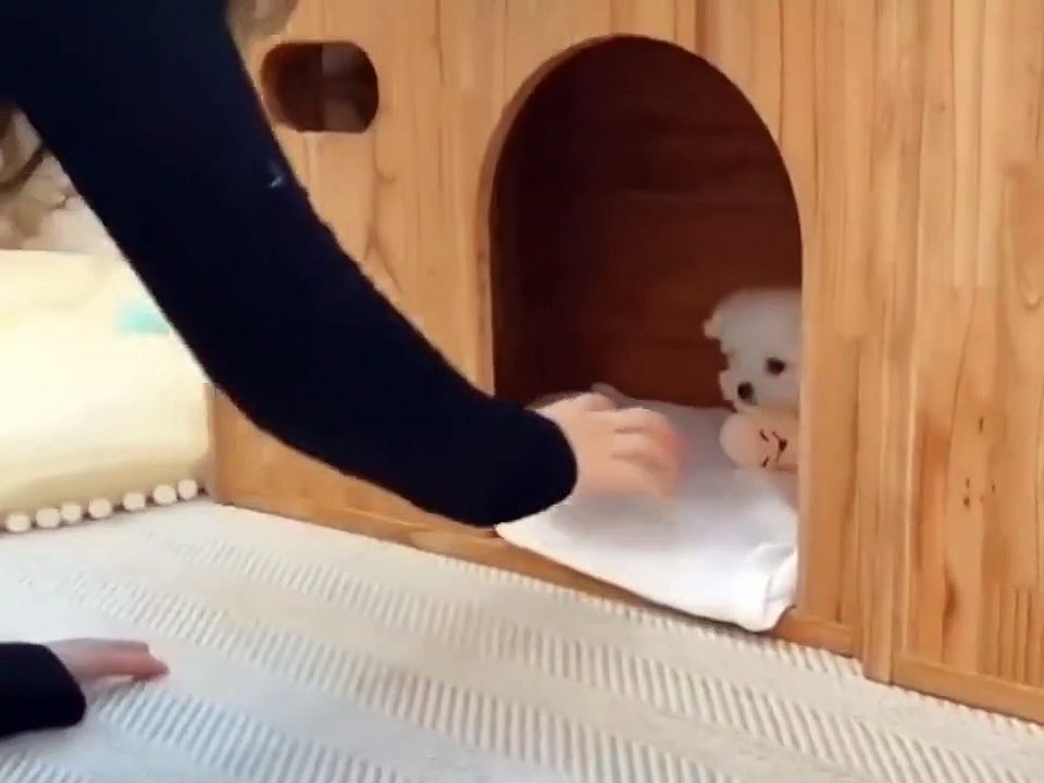 Cute dog 