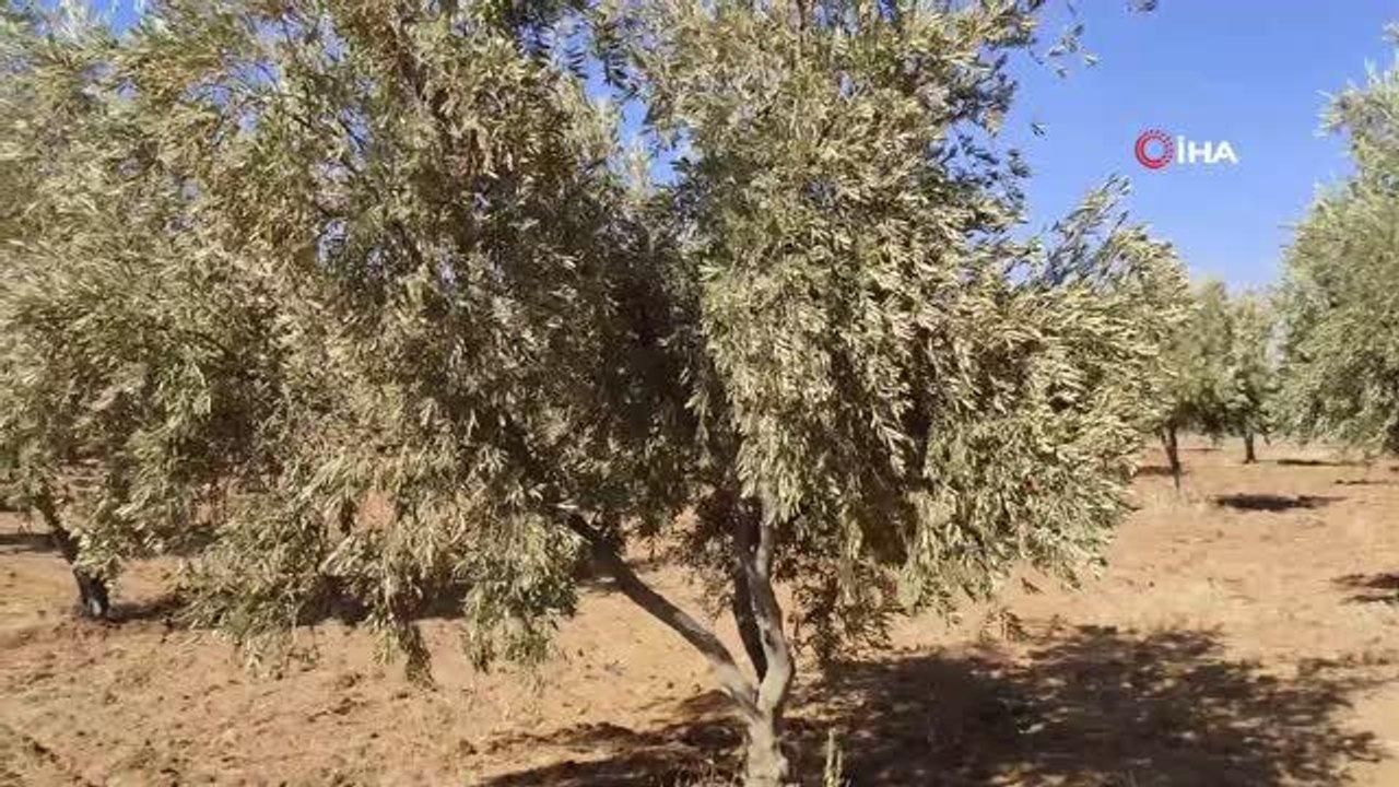Şırnak gündem haberleri | Şırnak'ta çiftçiler kuraklığı baraj sularıyla aşmak istiyor