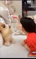 Cute — animal — cute dogs —funny animal videos—Funny video / Симпатичные — животные — милые собаки — забавные видео с животными — смешное видео