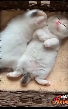 Cute — animal — cute dogs —funny animal videos—Funny video / Süß – Tier – süße Hunde – lustige Tiervideos – lustiges Video