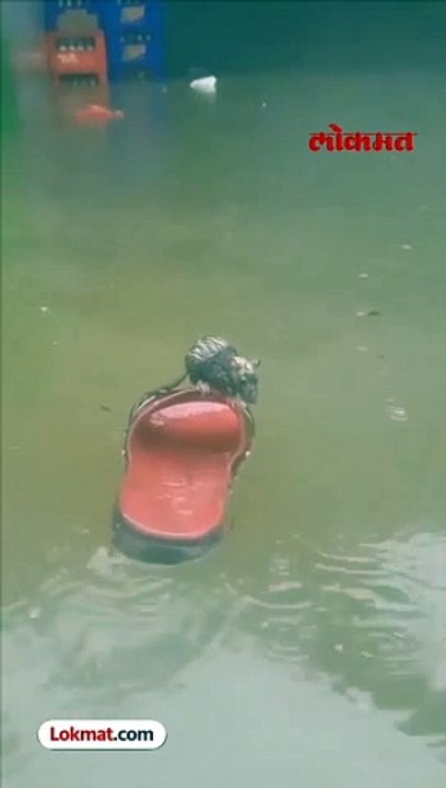 rat short