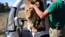 Ce lion vient demander des calins à des touristes