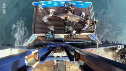 Documentaire Survivre aux catastrophes - les stratégies de la nature.2021.