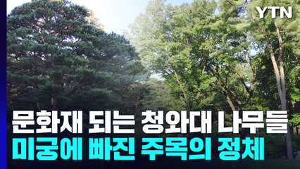 천연기념물 되는 청와대 나무...미궁에 빠진 주목의 정체 / YTN
