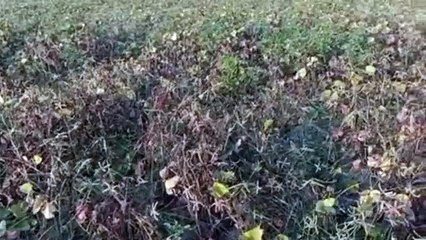 हर जगह पर्याप्त बारिश नहीं हुई तो फिर पौधों के सूख जाएंगे कंठ