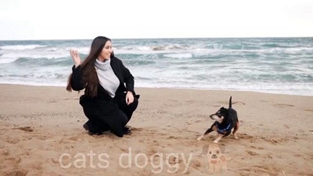 entertainment movie dog name and price | entertainment dog name and price | dog and pony show attia taylor