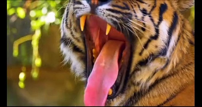 The World’s Largest Tropical Rainforest Part 1 | Jungle Sounds | Scenic Relaxation Film