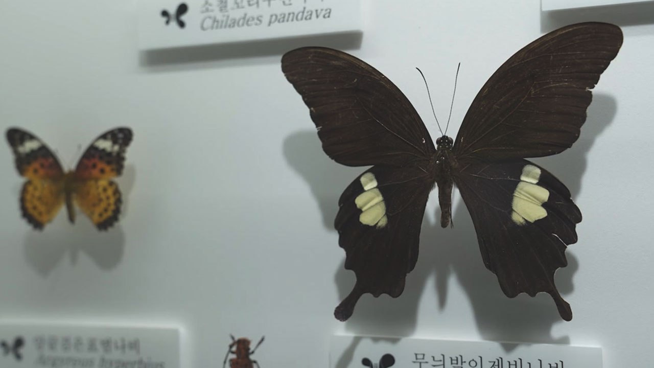 '형형색색' 세상 모든 곤충 한자리에...인제 곤충바이오센터 / YTN