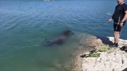 KAHRAMANMARAŞ - Gölete giren çocuk boğuldu