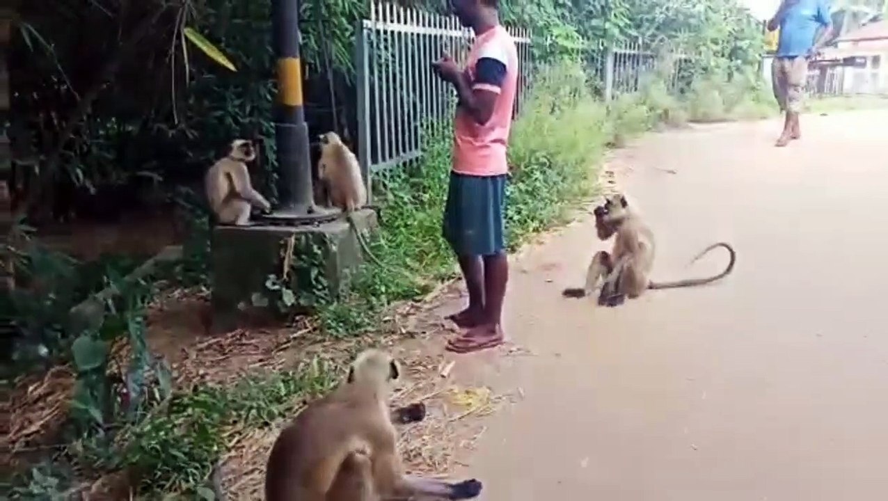 how monkey | black Monkey yah bandar kitne maje se Kha Raha Hai
