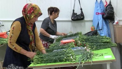 KRALİÇE ELİZABETH'İN CENAZESİ İÇİN TÜRKİYE'DEN 1,5 MİLYON DAL KARANFİL -