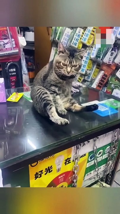 Funniest Cats and Dogs Videos 2022 l funny cats & dogs videos 2022 l Animal's World