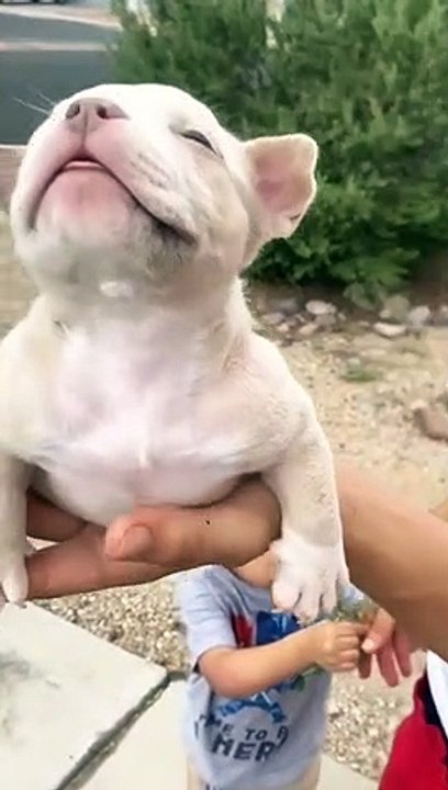 Funny Animal Videos 2022  - Funniest Cats And Dogs Videos 