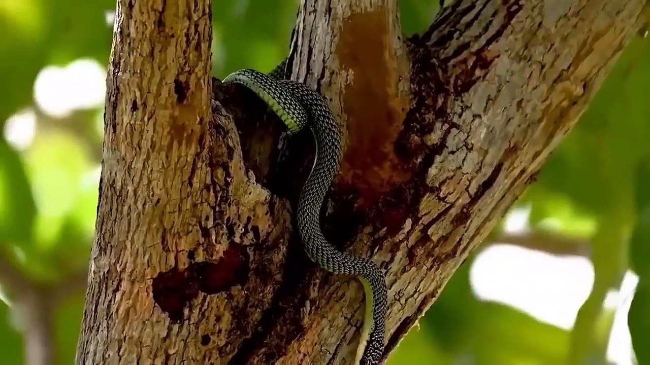 Hedgehog Kills Leopard, Python Mercilessly With Hundreds Of Feathers ►When The Mother Is Angry!