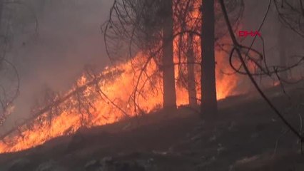 Son dakika haberi! ADIYAMAN'DA ORMAN YANGINI