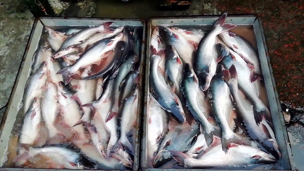 Biggest Fish Fair at Sunday || Crowd fish City || Different type of fish Video || Biggest Fish Fair at Sunday || Crowd fish City || Different type of fish Video || top fish video