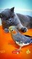 Cute Pie Cat And Cocktail Birda New Videos _ Amazing Bird And Cat Videos _ Cute Animals Yt #shorts