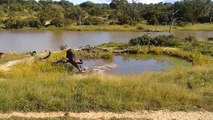 CROCODILE VS LION ►Amazed Crocodile Kills Jaguar; Defeat Two Lions While Crossing The River