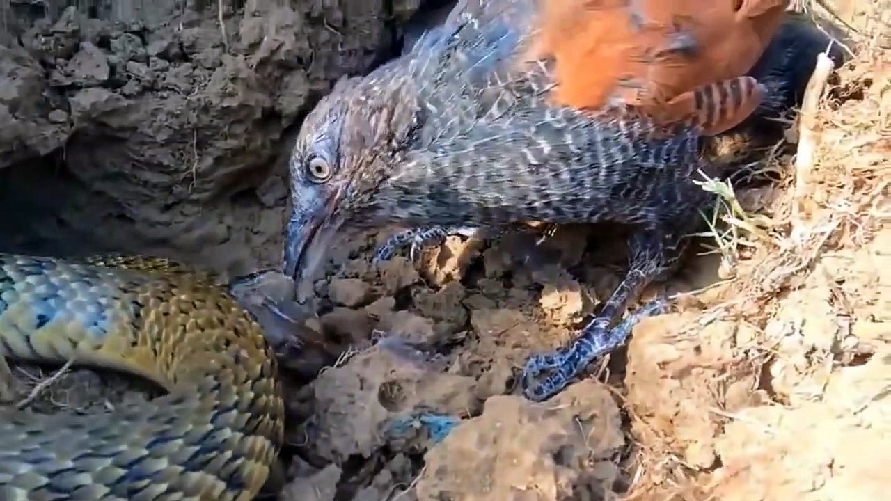 OMG! Eagle Hunt Leopard Cubs When Mother Leopard Climb Tree Catch Baby Monkey ►Eagles Steal Snakes