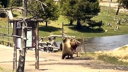 Mistake of Lions When Fighting Wildebeest ► Lion vs Wildebeest Vs Hyena -- Wild Animal Attacks 2022