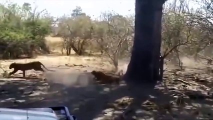 Amazing Baboon Save Impala From Leopard Jumps Tall Tree To Ambush - Leopard Hunting Fail